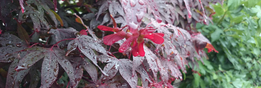 梅雨季節也想享受露營樂趣